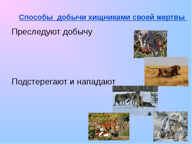 Интересные способы добывания пищи животными. Доклад на тему способы добывания пищи животными. Питание животных 6 класс. Интересные способы добывания пищи животными. Способы добывания пищи животными.