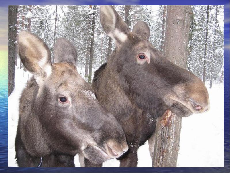 Звери коми. Животные Коми. Республика Коми вымершие животные. Парнокопытные Республики Коми. Редкие животные Коми края.