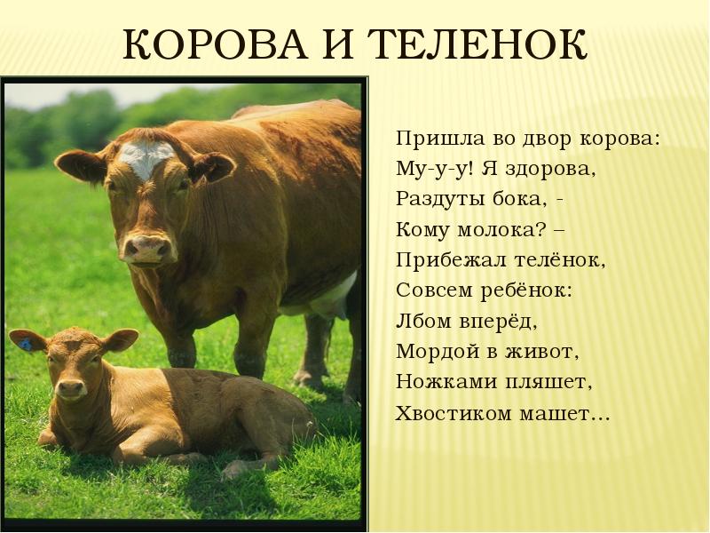 План сообщения о корове