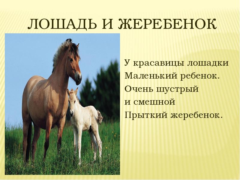 Лошадь доклад 3 класс. Информация о лошадях. Проект на тему лошади. Лошадь для презентации. Описание лошади.