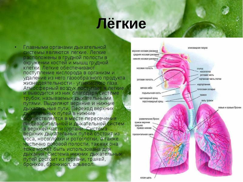 Презентация про дыхательную систему - 98 фото