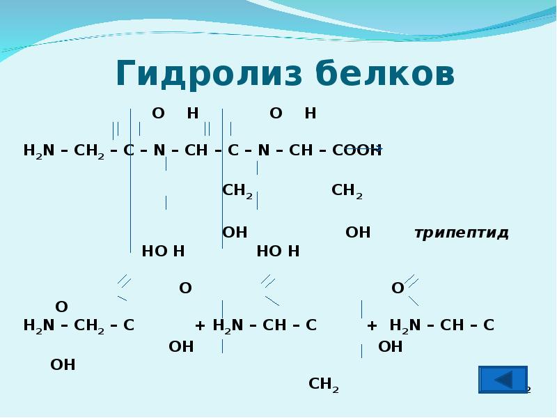 Приведите схему гидролиза белка