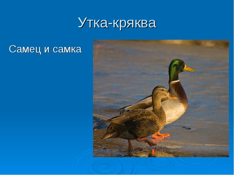 Презентация 2 класс водоплавающие жители водоема 2 класс