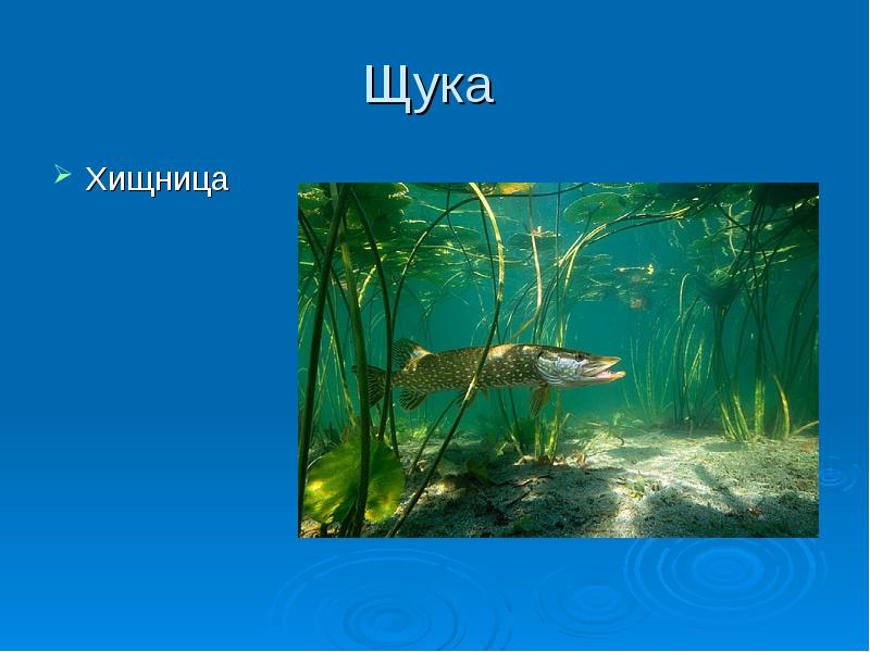 Что не относится к пресноводному сообществу. Щука хищница. Животные пресного водоема щука 2 класс. Окружающий мир 2 класс. Сообщение о рыбе в пресных водоемах. Доклад о рыбах пресных водоемов окружающий мир 2 класс.