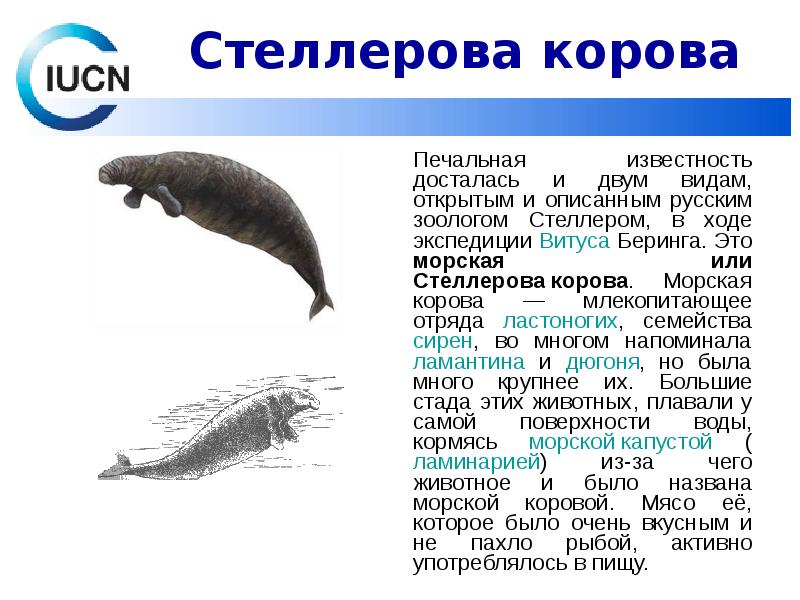 Проект о морской корове