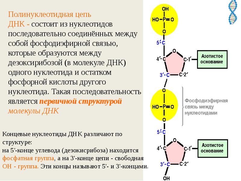 Изменение нуклеотидной последовательности. Соединение полинуклеотидных цепей. Строение полинуклеотидной Цепочки РНК. Строение полинуклеотидной Цепочки ДНК И РНК. Образование полинуклеотидной цепи РНК.