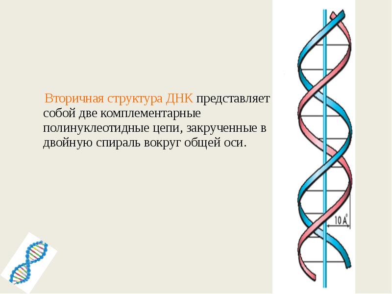 Вторичная днк. Вторичная структура ДНК представляет собой двойную спираль:. Молекула ДНК представляет собой двойную спираль. Вторичная структура ДНК представляет собой. Вторичная структура ДНК представлена.