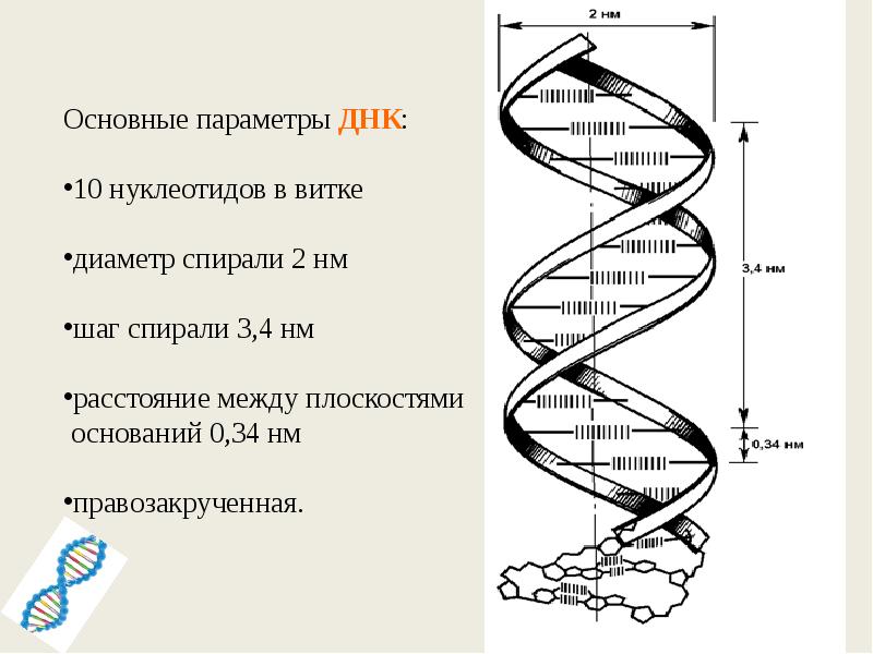 0 34 нм. Ширина двойной спирали ДНК. Диаметр двойной спирали ДНК. Длина витка спирали ДНК. ДНК строение витки.