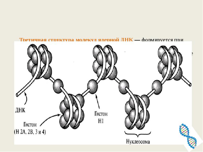 Связана с белками гистонами