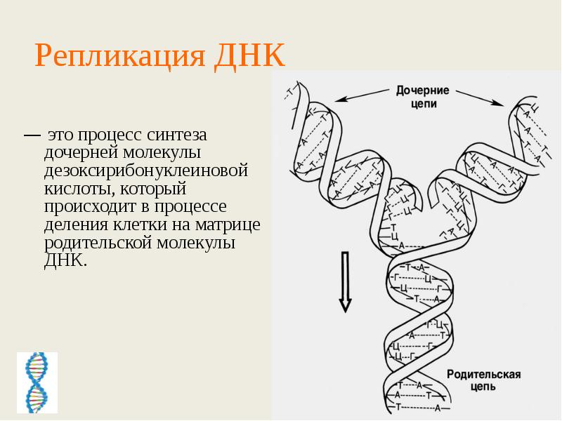 Процесс разрезания молекулы днк. Биологии репликация ДНК схема. Схема репликации молекулы ДНК по биологии. Репликация процесс удвоения ДНК схема. Синтез дочерних цепей ДНК В процессе репликации осуществляется.