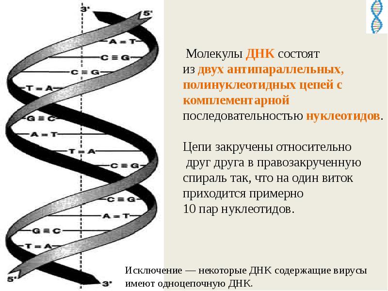 Известно что комплементарные цепи нуклеиновых кислот антипараллельны