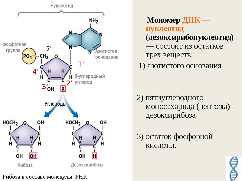 Состав нуклеотида молекулы рнк