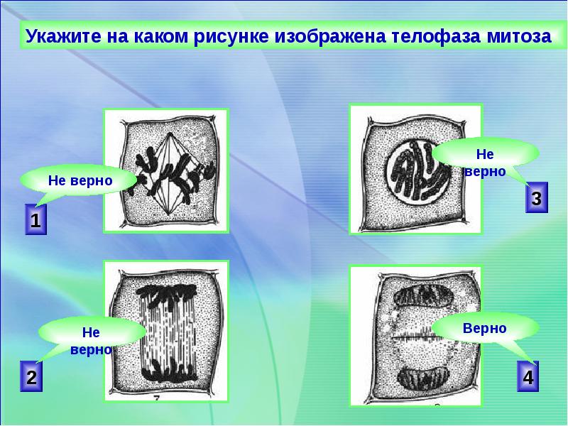 Каким номером на рисунке обозначена клетка для которой не характерен митоз