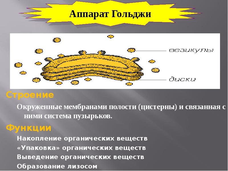 Окружен мембранами. Цистерны и полости аппарат Гольджи. Аппарат Гольджи упаковка веществ. Аппарат Гольджи окруженные мембранами полости. Аппарат Гольджи пузырьки и цистерны.