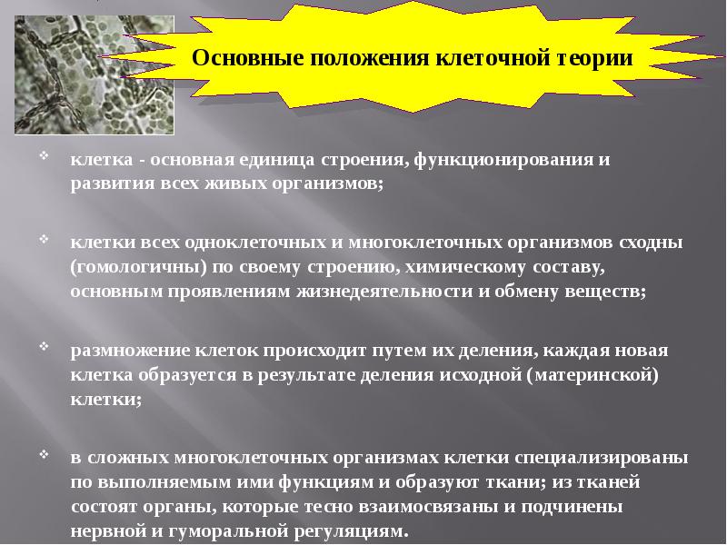Клетка единица строения функционирования и развития организмов. Клетка основная единица живого организма презентация 5 класс.