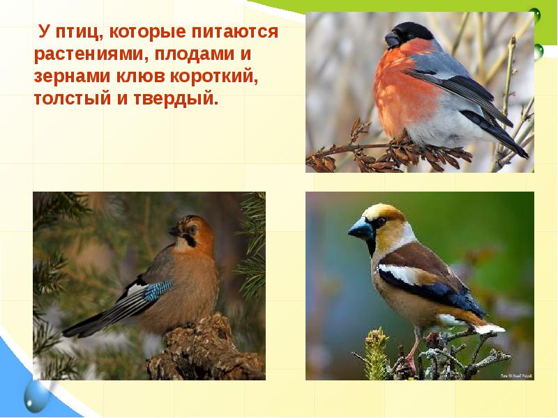 Роль растительноядных птиц в природных сообществах. Растительноядные птицы. Птицы которые питаются растениями. Птицы которые питаются травой. Птицы которые питаются зерном.