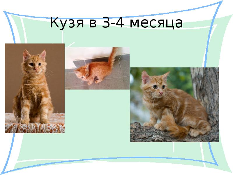 Проект 1 класс мой домашний питомец кот