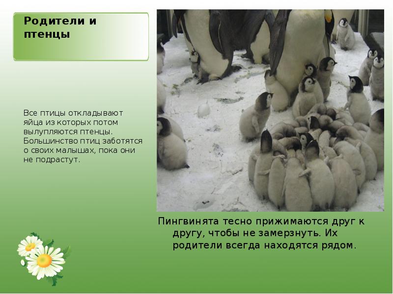 Родители и птенцы Пингвинята тесно прижимаются друг к другу, чтобы не