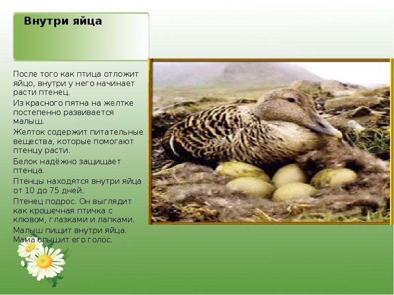 Внутри яйца После того как птица отложит яйцо, внутри у него