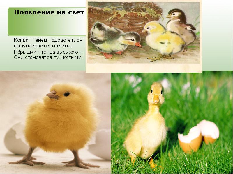 Появление на свет Когда птенец подрастёт, он вылупливается из яйца. Пёрышки