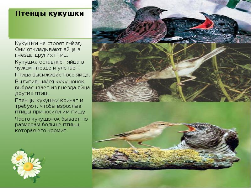Птенцы кукушки Кукушки не строят гнёзд. Они откладывают яйца в гнёзда