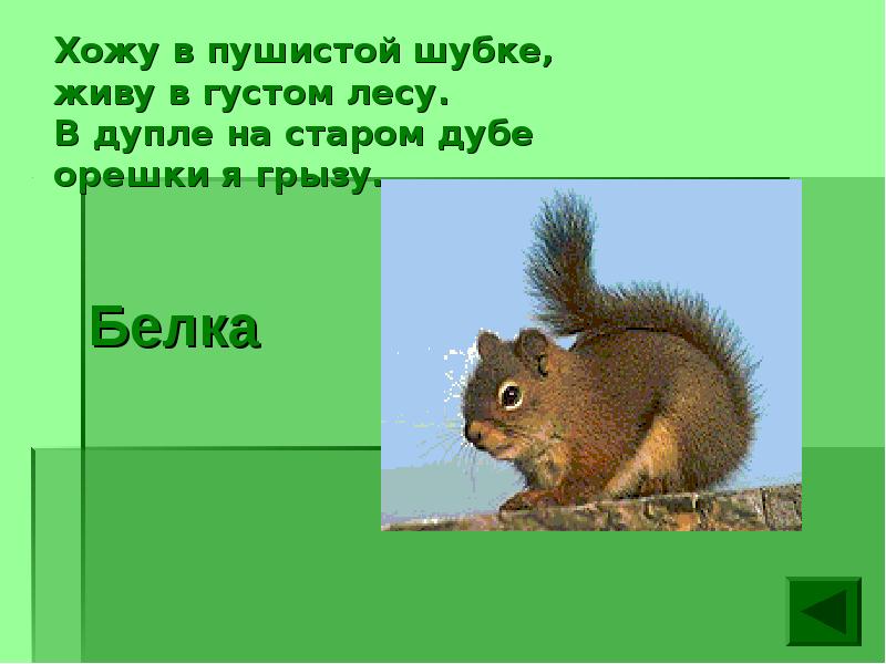 Животные нашего края 2 класс. Хожу в пушистой шубке в дупле на Старом дубе орешки я грызу. Презентация животные нашего края. Презентации животные нашего края 4 класс. Хожу в пушистой шубке живу в густом лесу в дупле на Старом.