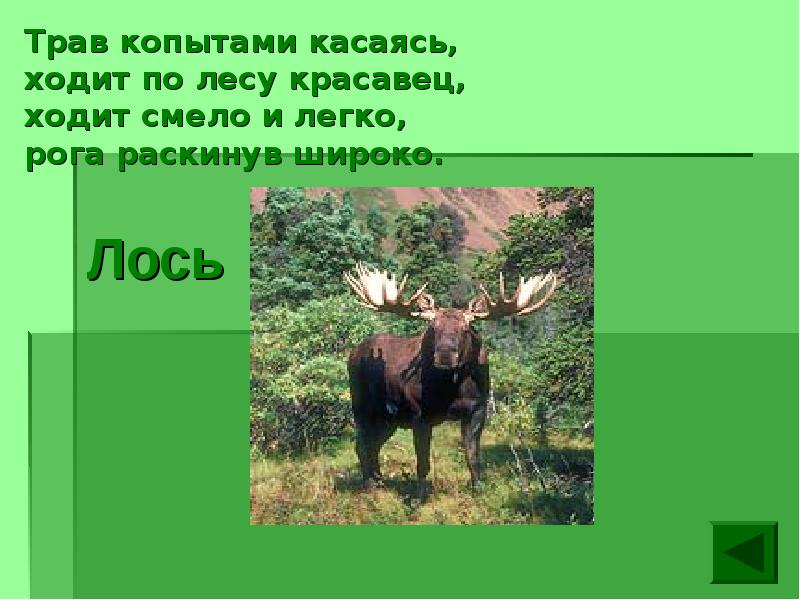 Трав копытами касаясь ходит по лесу красавец ходит смело и легко рога раскинув широко