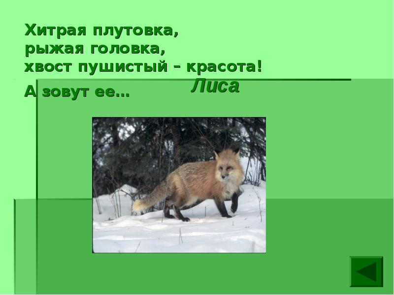 У высокий рост у пушистый хвост. Хитрая плутовка. Проект животные нашего края. Хитрая плутовка рыжая головка. Очень хищная лиса, проект..