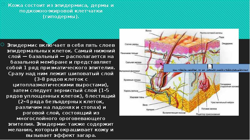 Рассмотрите рисунок 90 найдите эпидермис дерма и гиподерма