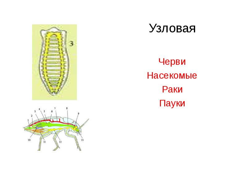 Узловая нервная система