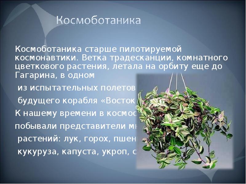 Список растений НАСА