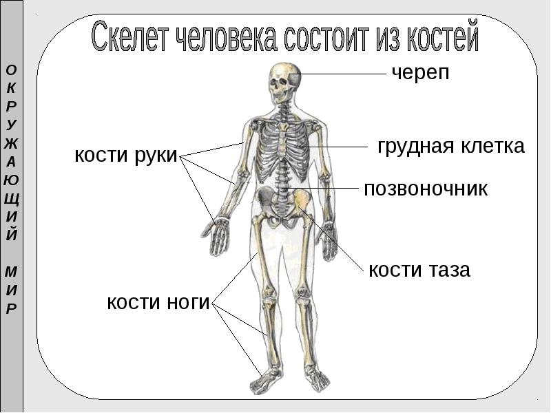 Презентация опора тела и движение презентация 3 класс окружающий мир плешаков школа россии