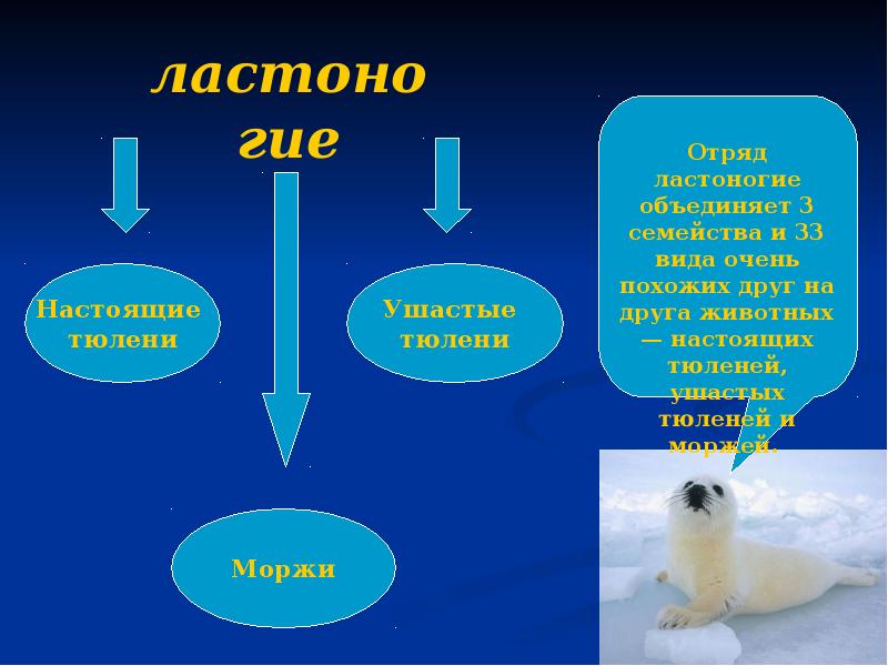 Используя рисунки в тексте параграфа выявите особенности строения и образа жизни ластоногих