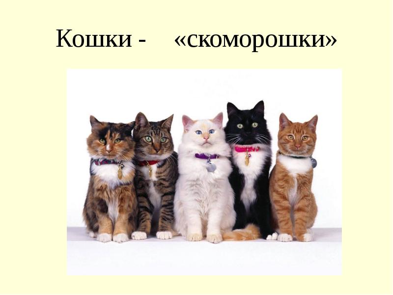 Проект день кошек