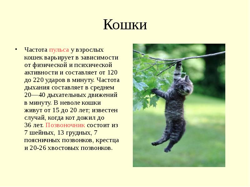 Дыхание кошки. Частота пульса кошки. Частота дыхания у кошек. Норма вдохов в минуту у кошки. Норма дыхания у кошек.