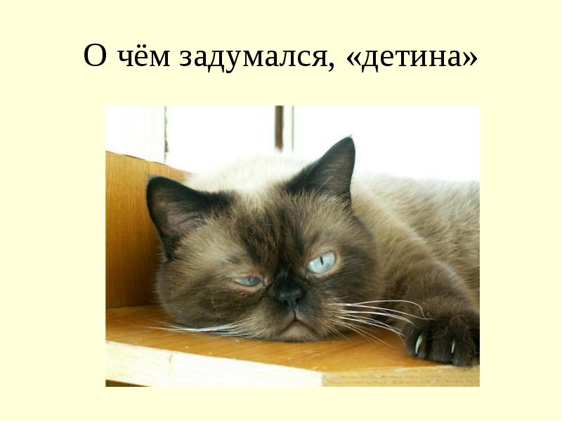 О чем задумался детина. О чём подумал. Фон для презентации на тему кошки. Стих о чём задумалась детина.