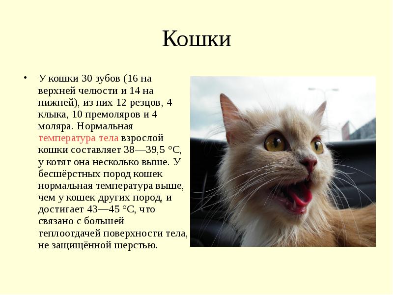 Какая должна быть кошка. Температура тела у котов в норме. Температура у кота норма. Какая средняя температура у кошек. Температура тела у кошек в норме какая.