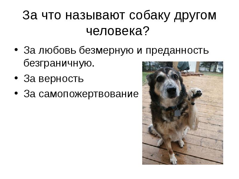 Почему собаку зовут собакой. Собака друг человека. Безграничная преданность. Почему собаку называют другом человека.