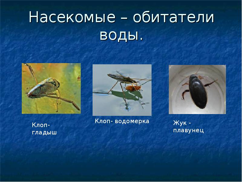 личинка майского жука описание. среда обитания водная наземно-воздушная почвенная организменная. в наземно воздушной среде живут майского жука. водная почвенная наземно-воздушная организменная. среда обитания куколки майского жука.