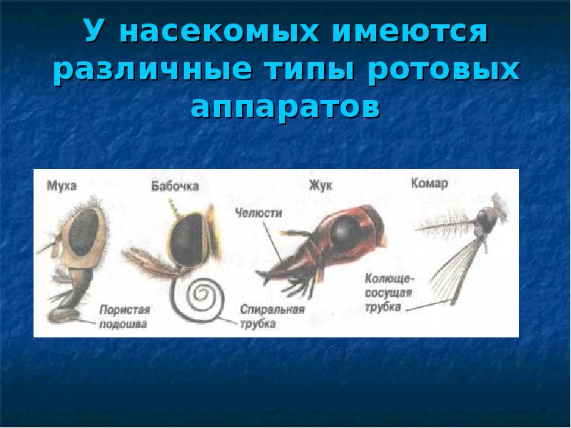 Ротовые аппараты членистоногих. Типы ротовых аппаратов насекомых. Типы ротовых аппаратов членистоногих. Типы ротовых аппаратов класс Членистоногие. Ротовые аппараты насекомых таблица.