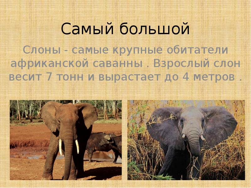Слон сколько кг. Самый большой слон. Вес слона. Слон весит. Вес африканского слона.