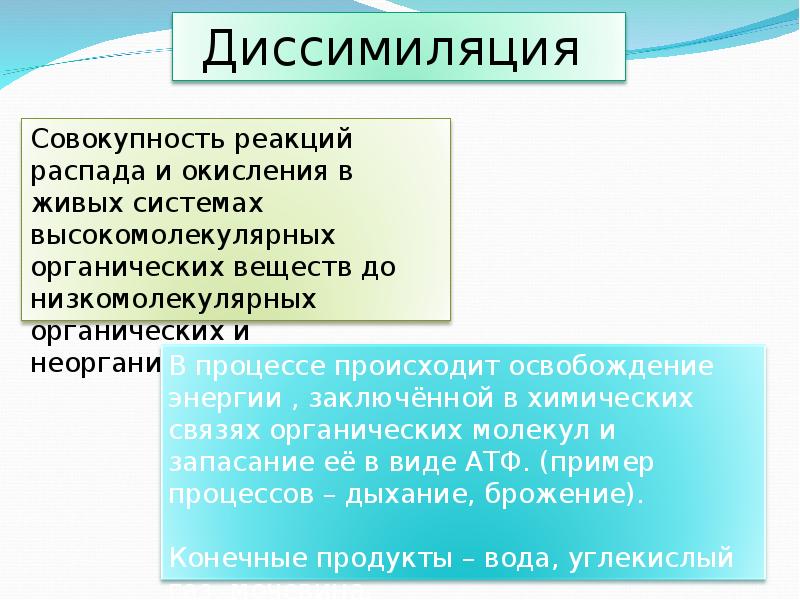 Биология. 11 класс