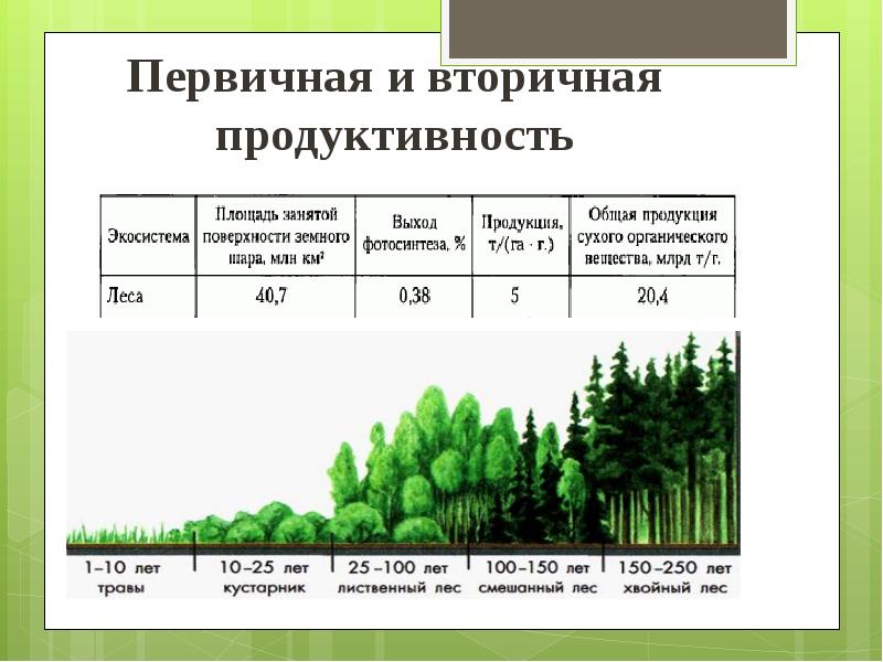 Индекс хвойный. Первичная продукция экосистемы. Первичная продуктивность экосистемы. Первичная продукция биогеоценоза. Биологическая продуктивность леса.