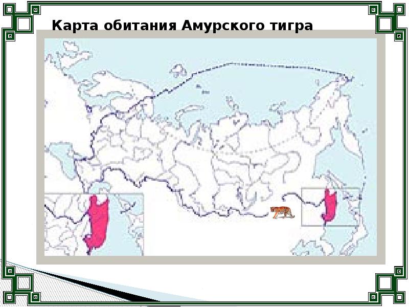 Амурский тигр карта обитания