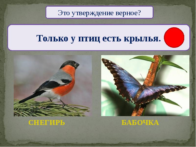 Кто такие птицы 1 класс презентация. Только у птиц есть. Кто такие зефиры птицы. Найти верные утверждения птицы. Выбери признак который есть только у птиц.