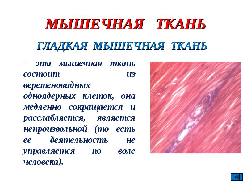 Мышечная ткань функции