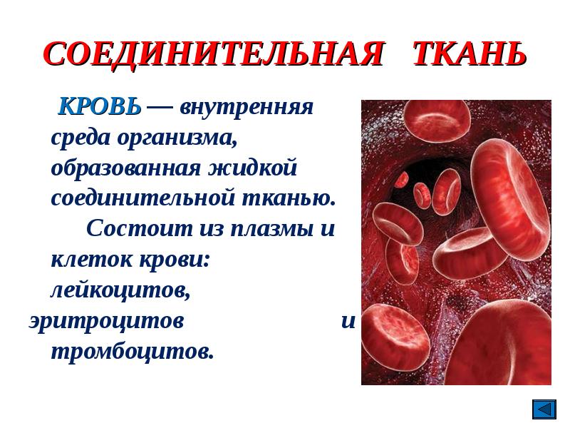 Внутренняя ткань. Жидкая соединительная ткань функции. Кровь жидкая соединительная ткань функции. Кровеносная соединительная ткань. Кровяная соединительная ткань.