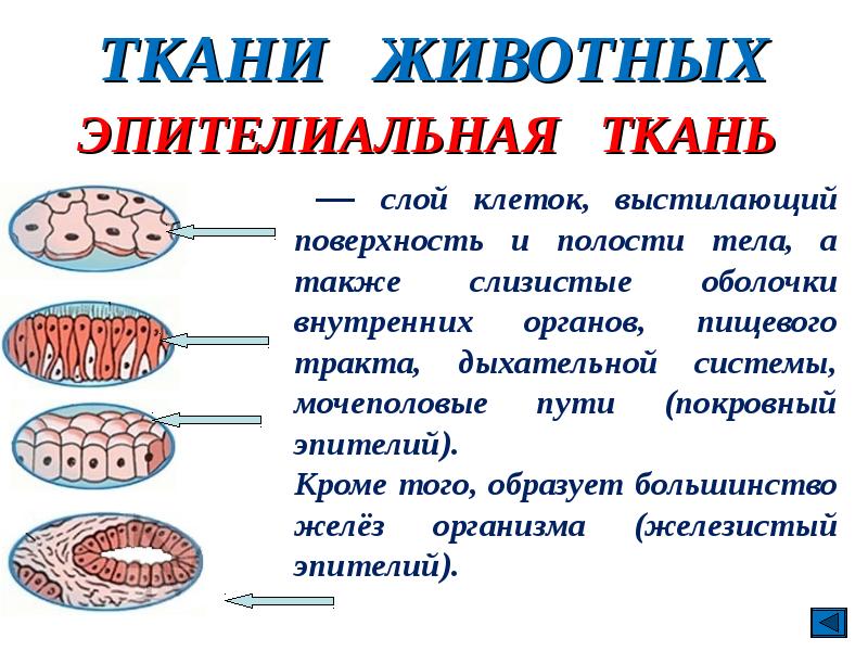 Ткани животных 10 класс