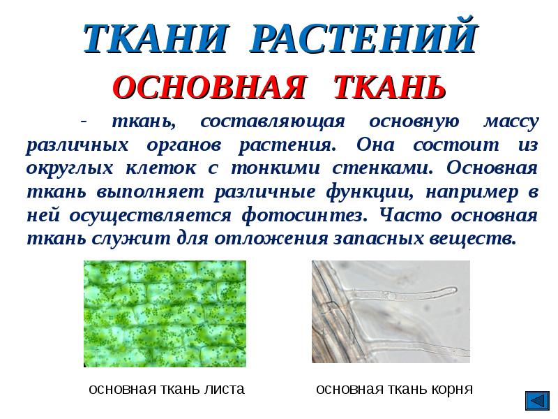 Фото КАКИЕ ТКАНИ ИМЕЕТ РАСТЕНИЕ