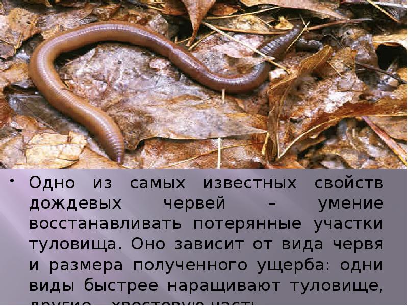 Сообщение о червях. Доклад о дождевых червях. Сообщение про дождевого червяка.